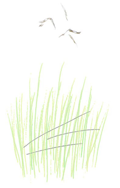 05_gras_gummiribel_2014