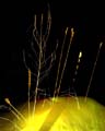 07_licht_pflanzen