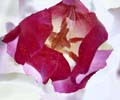 08_rotes_bluetenblatt_tulpe