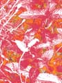 14_wiese_pink