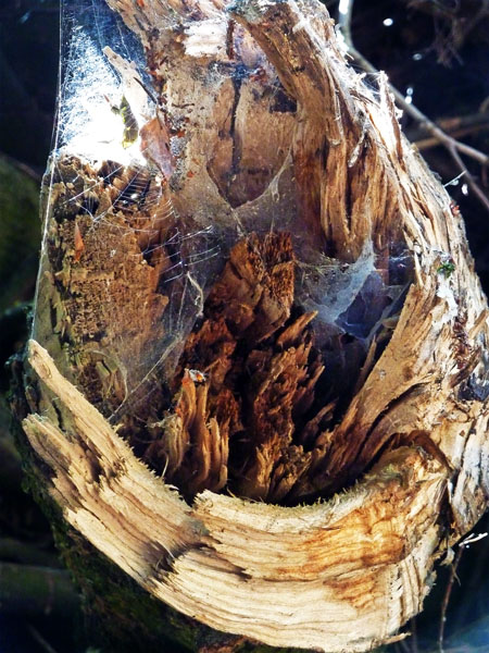 07_holzbruch1