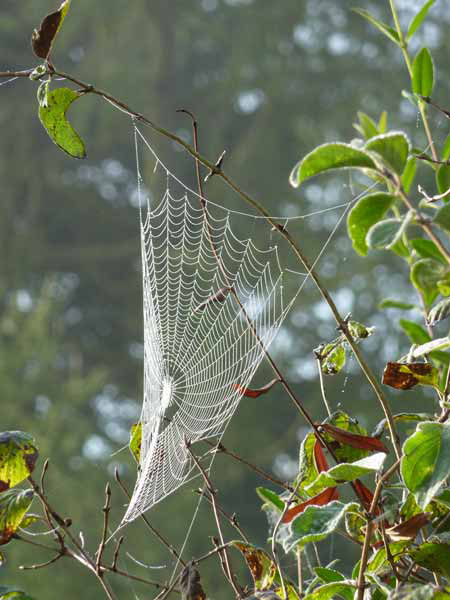 09_spinnennetz