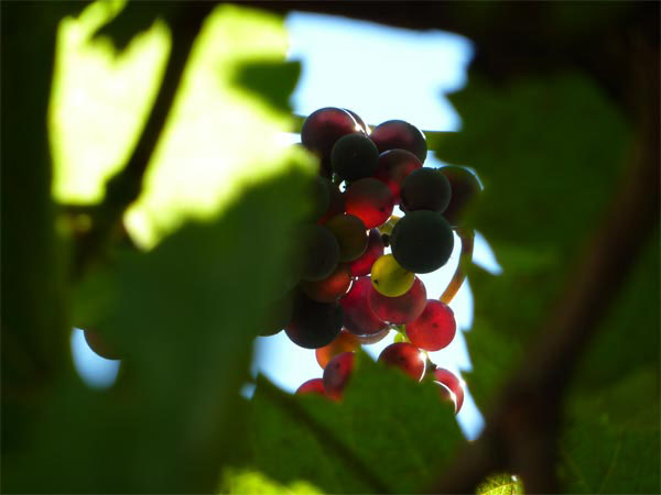 17_traube