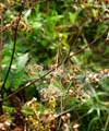 05_pastinake_01_schnitt