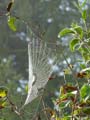 09_spinnennetz