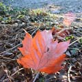 15_blatt_sonne
