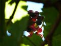 17_traube