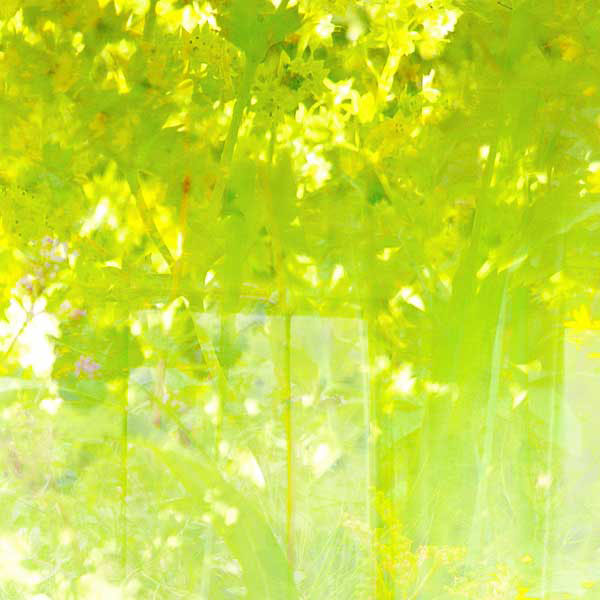 04_frauenmantel_fenster