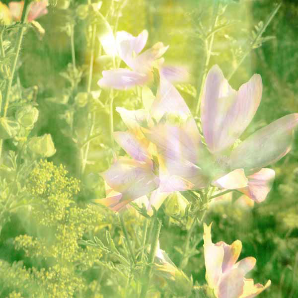 09_und_10_malve_vorh