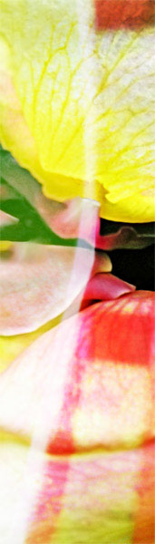 07_rosenblaetter_gartenstuhl