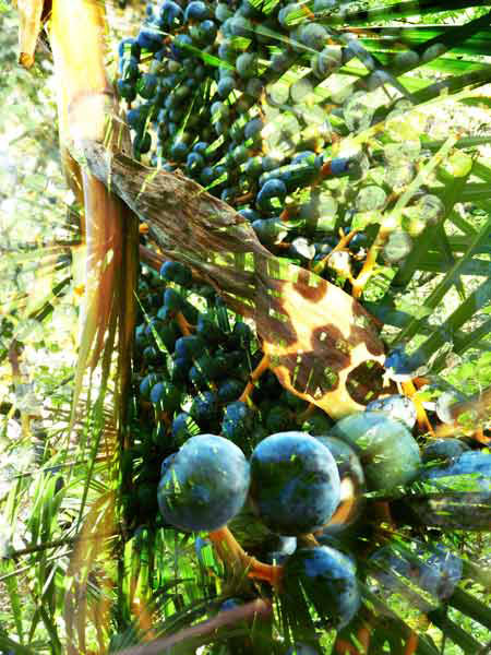 08_palmblatt_palmtraube