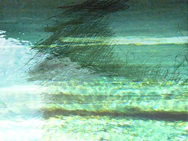 24_verzasca_palmhaar