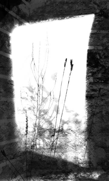 10_pflanzen_spiegelung_stein